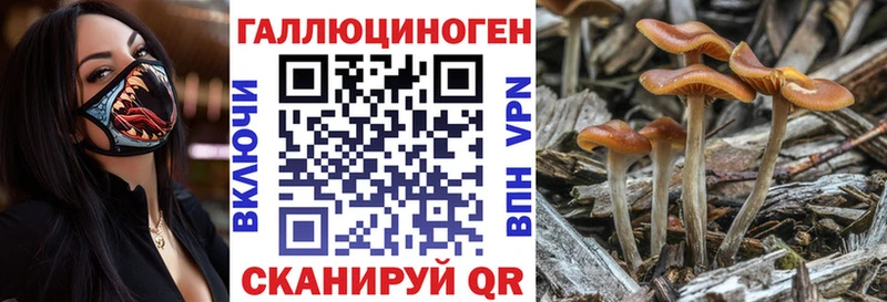 Галлюциногенные грибы Psilocybine cubensis  Купить где  Великие Луки 